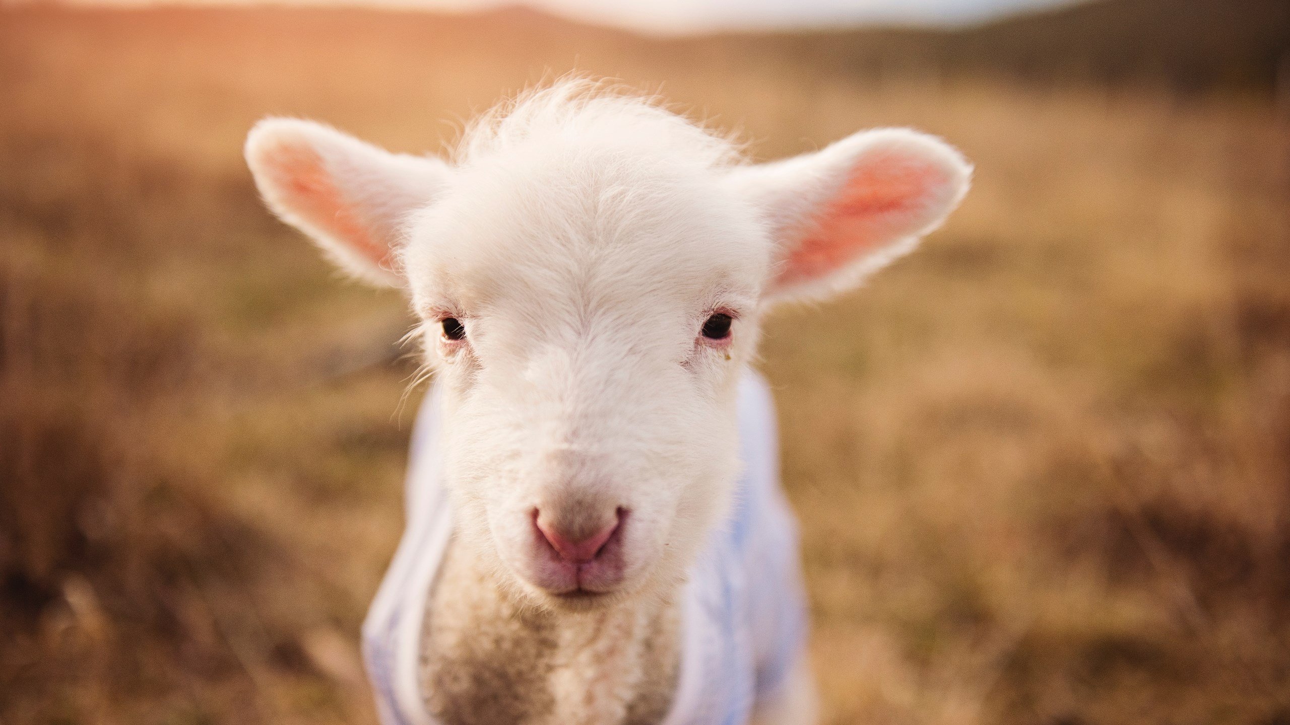 米切尔单骑救主！深圳三分雨浇灭雷霆，季后赛格局一夜生变