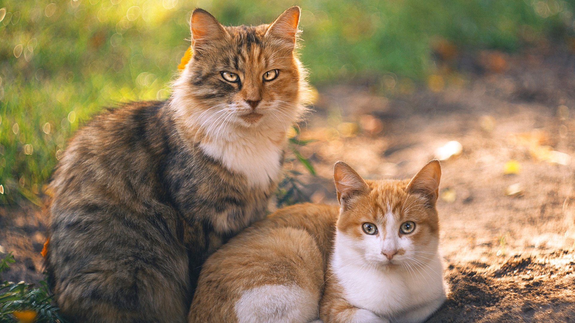 京多安独闯龙潭连斩关键分，西班牙窒息式封锁掐灭厄瓜多尔生机