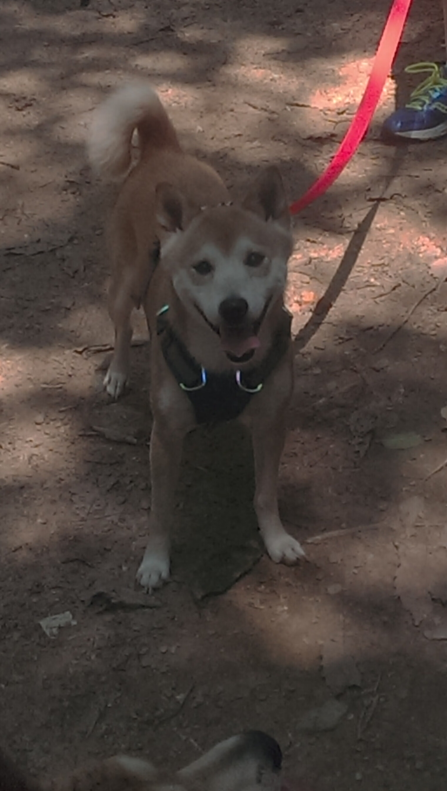 沧海横流,方显英雄本色!灰熊绝境突围,英格拉姆一剑封喉定乾坤